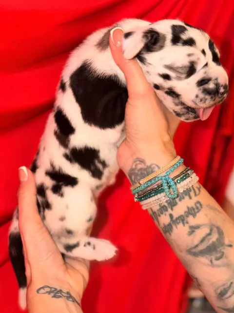 Great Ergen — puppy red 4