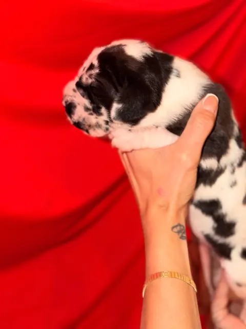 Great Ergen — puppy red 5