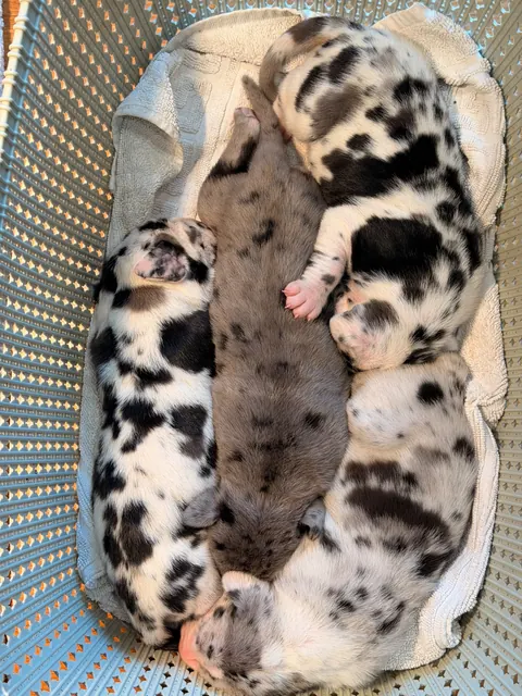 Great Ergen — puppies basket