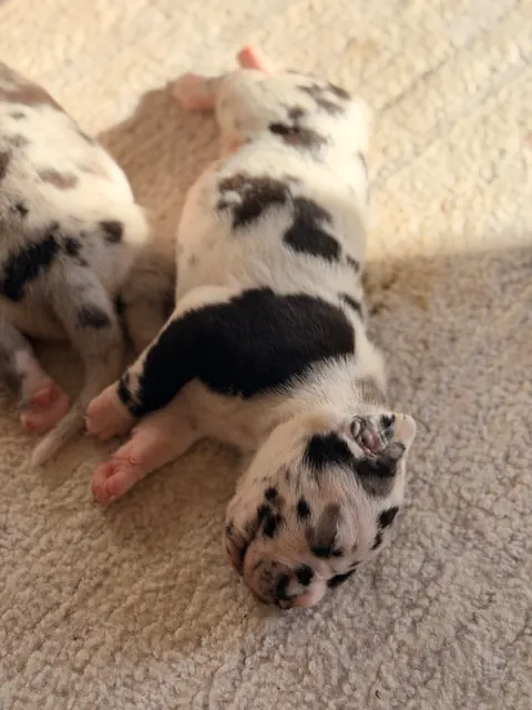 Great Ergen — puppies rug